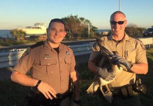Florida Highway Patrol troopers help rescue pelican in distress on Skyway Bridge