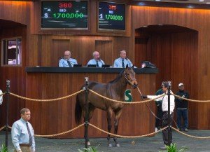 Two-year-old horse sells for $1.7 million at Ocala Breeders Sales event