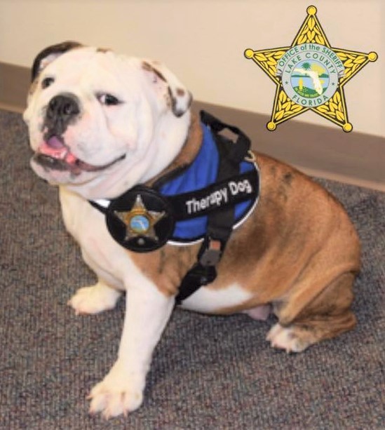 English Bulldog Mia joins ranks of Lake County Sheriff’s Office