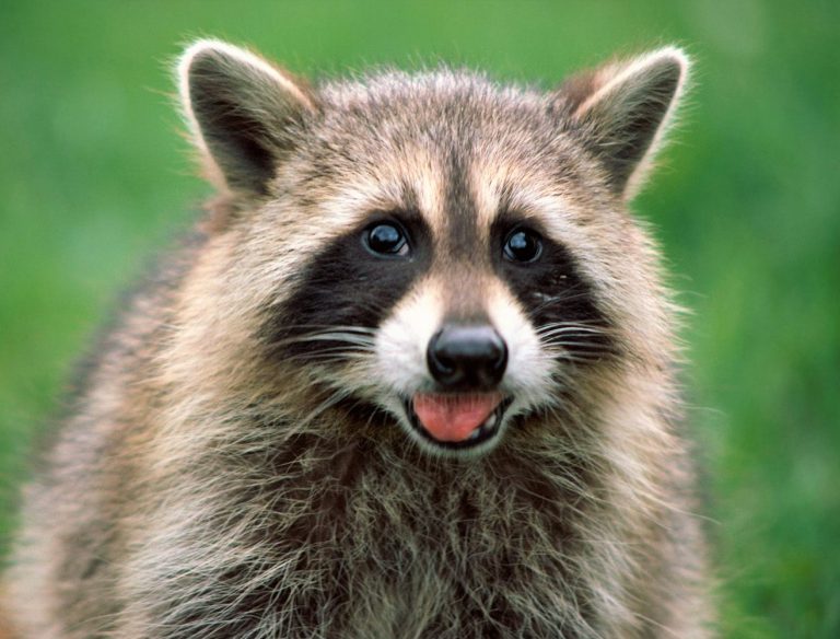 Health department issues warnings after raccoon tests positive for rabies