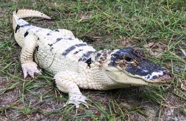 $7,500 reward offered in connection with rare Leucistic alligator that disappeared at time of a fire