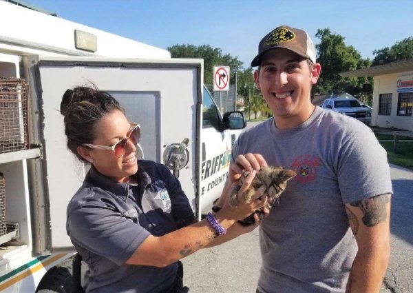 Scared kitten plucked from U.S. Hwy. 27/441 drain by Fruitland Park firefighters