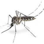 Marion County under mosquito-borne illness advisory for West Nile virus