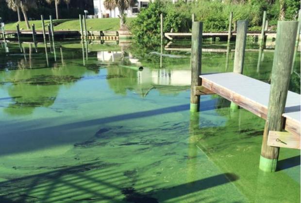 Gov. Scott issues emergency order to combat algae blooms in South Florida