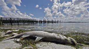 Gov. Scott declares state of emergency due to impacts of red tide