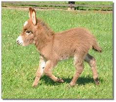 Woman calls sheriff’s deputy for help after 3-day-old mini-donkey goes missing