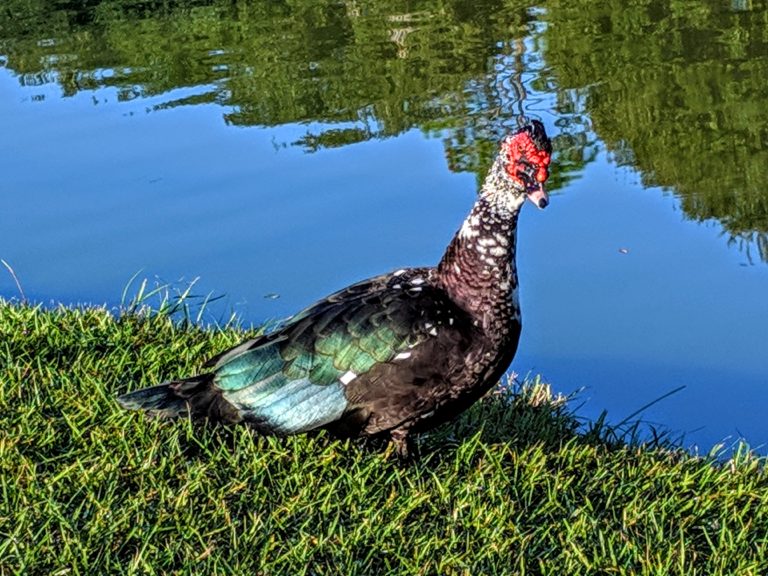 A muscovy duck sitting by the lake in Ocala.