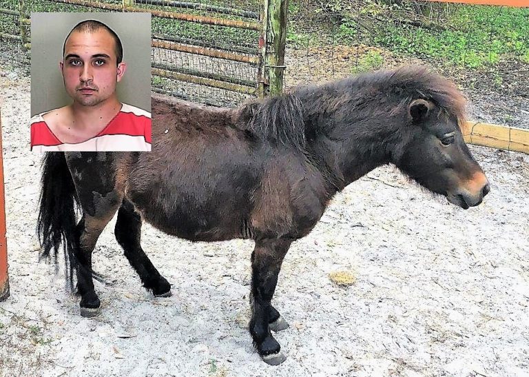 Man accused of sex with miniature pony pleads not guilty, demands jury trial