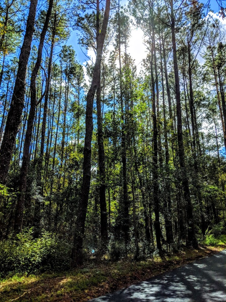 Tall Trees at The Santos Trailhead in Belleview