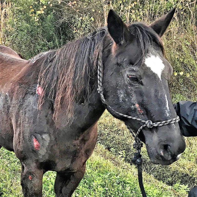 Lovable horse found injured on I-75 captures hearts of animal lovers nationwide