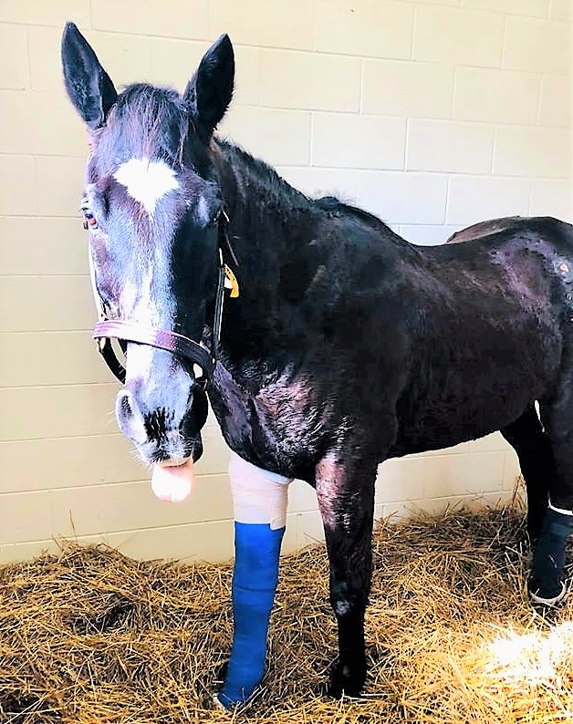 Horse that captured hearts worldwide after fall onto I-75 doing well after surgery