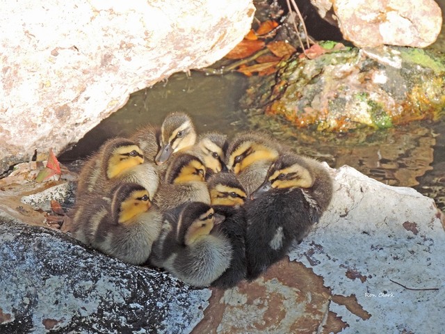Ducklings spotted huddled together in Ocala