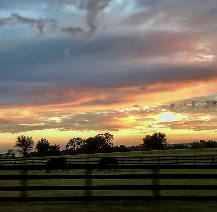 Pair of Horses Enjoying the Sunset in Ocala