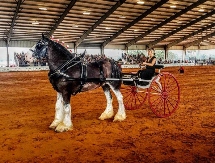 Clydesdale Standing at Attention during Grandview Invitational in Ocala