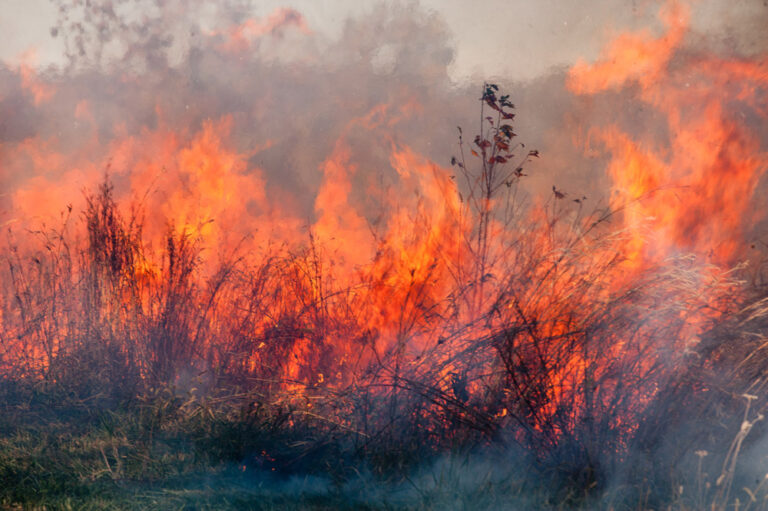 National Forest Service conducting 252-acre prescribed burn in Ocala National Forest