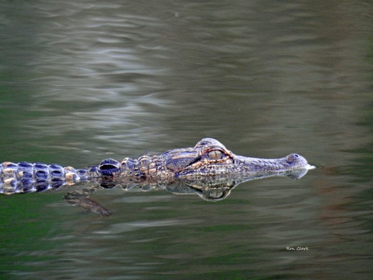 An Alligator Enjoying a Peaceful Swim
