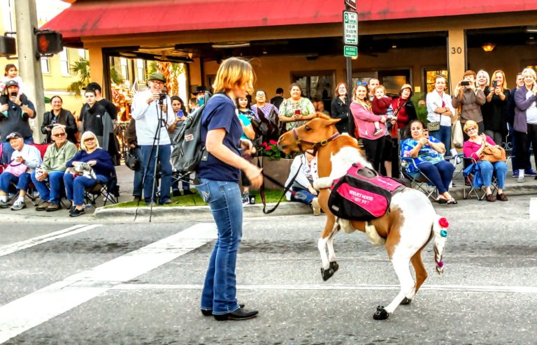 Stephanie Roberts of Procyon Training guides Honey, a miniature service horse, through the square