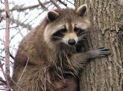 Raccoon in Umatilla area tests positive for rabies