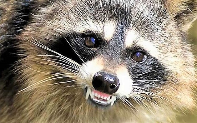 Rabies alert issued  after raccoons test positive in Ocala, Dunnellon