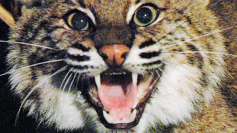 Warning issued for Silver Springs-area residents after bobcat tests positive for rabies