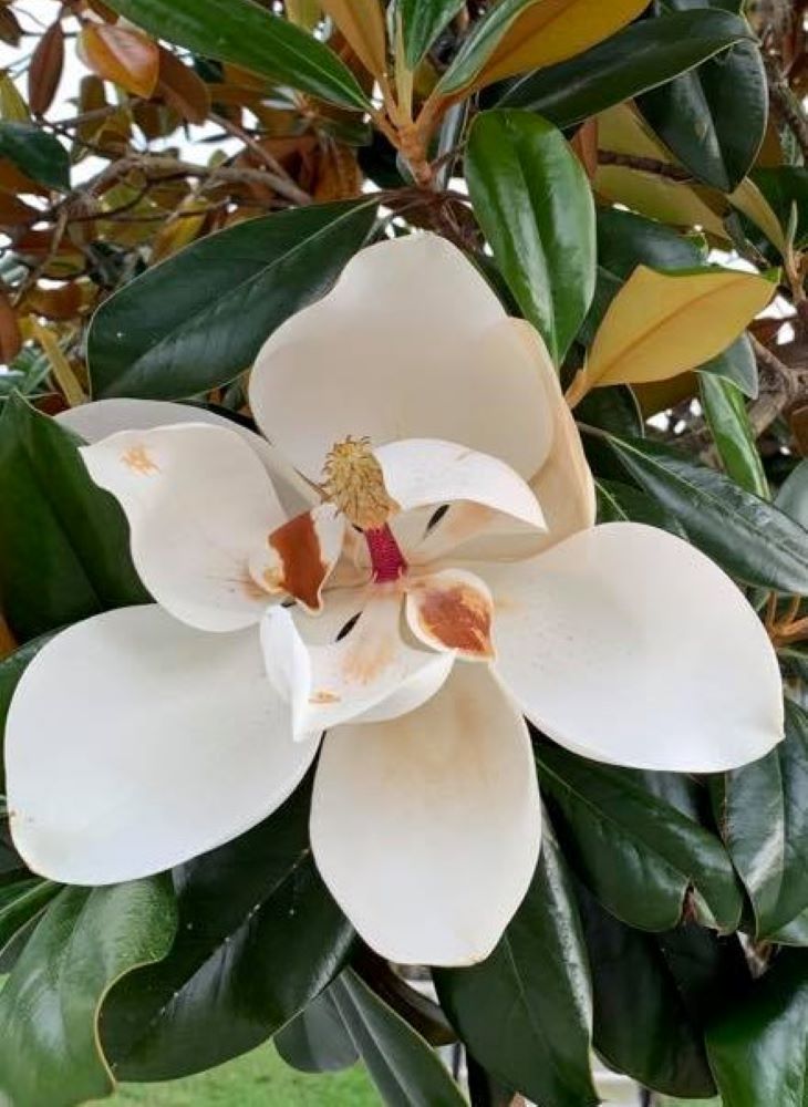Magnolia in full bloom in Ocala
