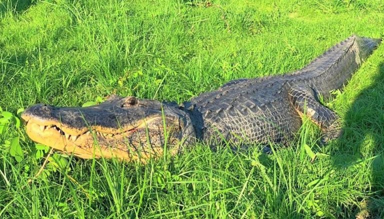 Ocala neighborhood rattled after monstrous alligator spotted walking down street