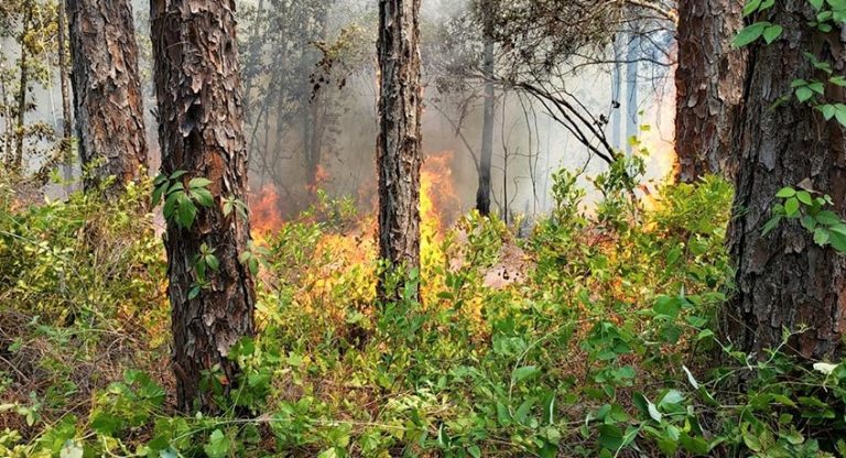 Marion and Forestry firefighters battle large-scale blaze in Fort McCoy
