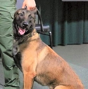 Marion sheriff’s K-9 nabs suspect who fled from stolen vehicle after pursuit