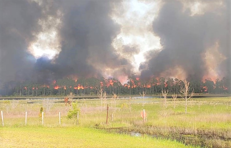 Fire crews scramble to battle fast-moving blaze in the Ocala National Forest