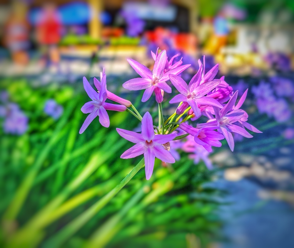 Society garlic flowers outside of Ocala Downtown Market