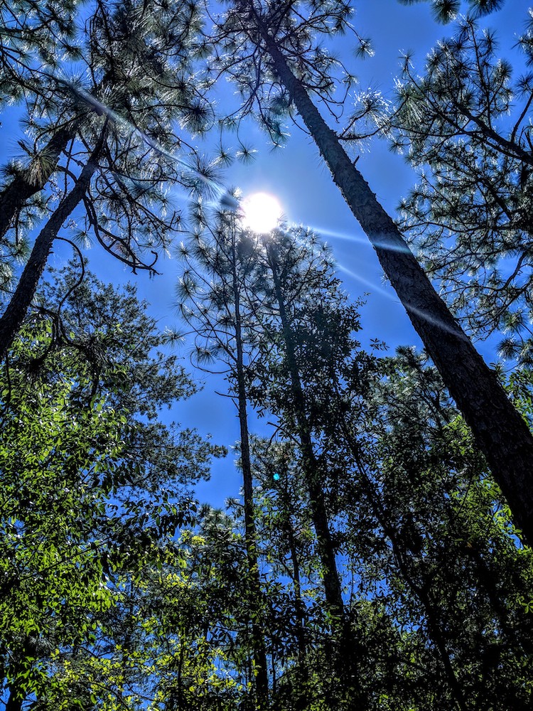 Sun shining through the pine trees