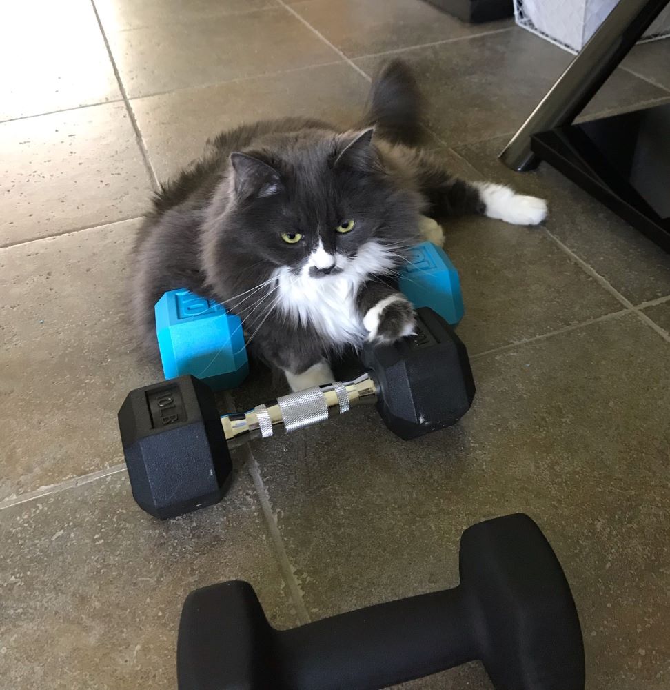 Cat lifting weights