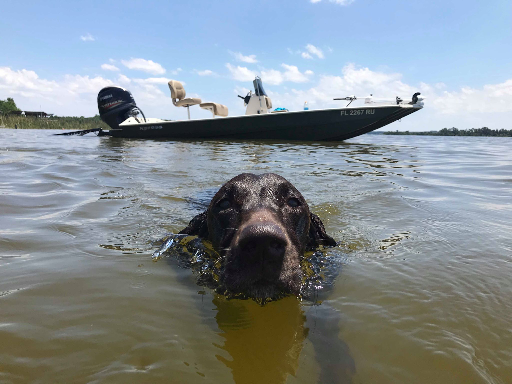 Dog swimming at Silver Glenn
