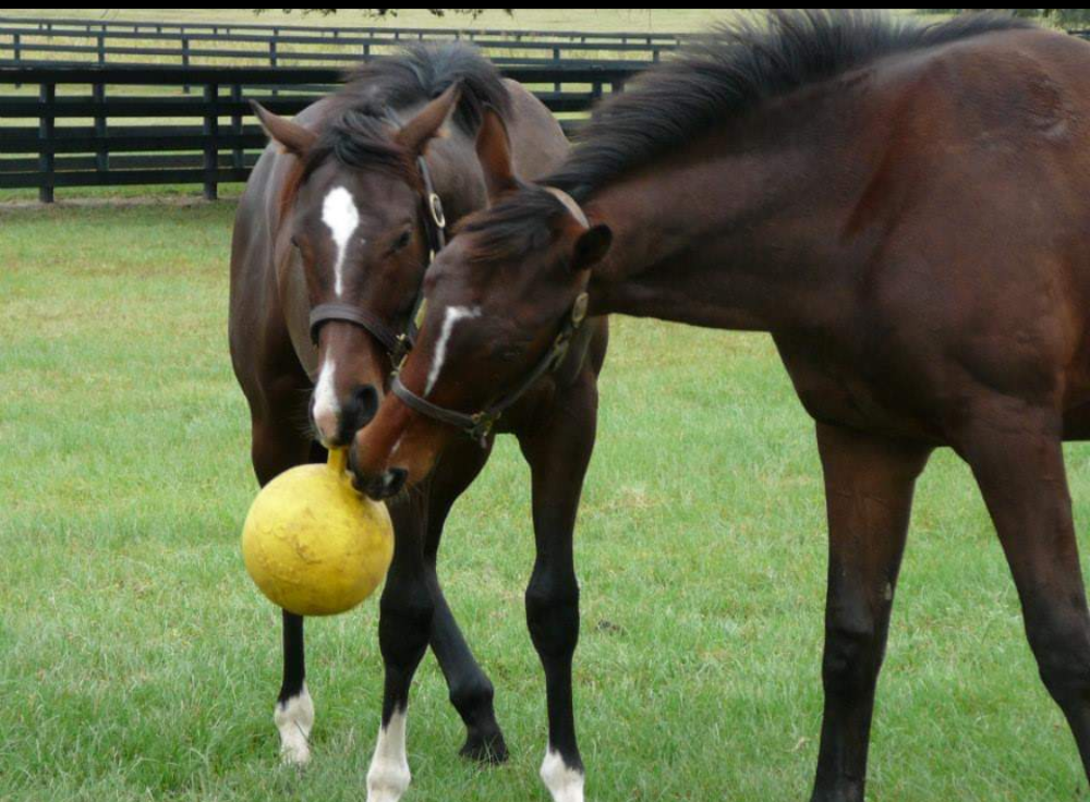 Thoroughbred yearlings in Ocala