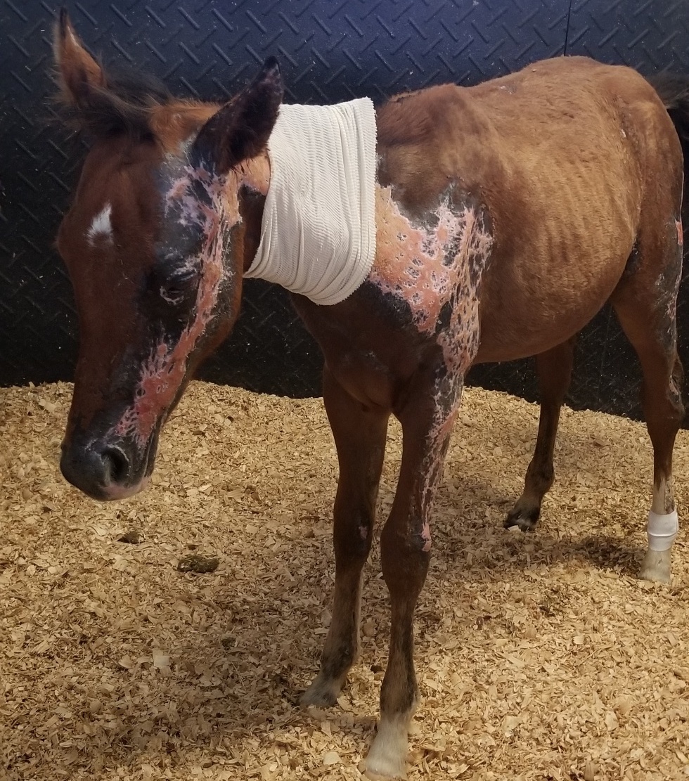 Wildfire is recovering with the help of members of the community