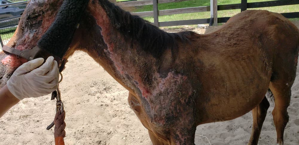 Wildfire survived a barn fire that left her with severe burns all along her body
