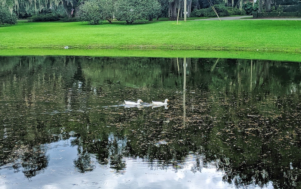 Ducks spotted in ocala