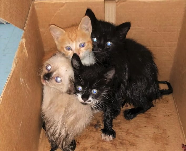 First day of school quickly turns into rescue effort to save four trapped kittens