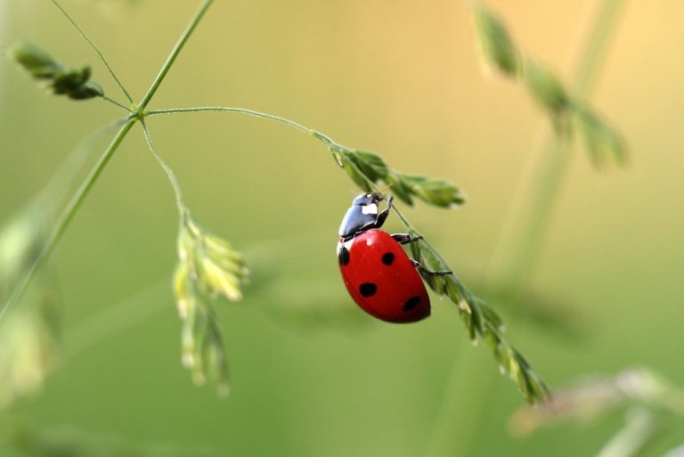 Ladybug on leaf (photo courtesy of Pixabay)