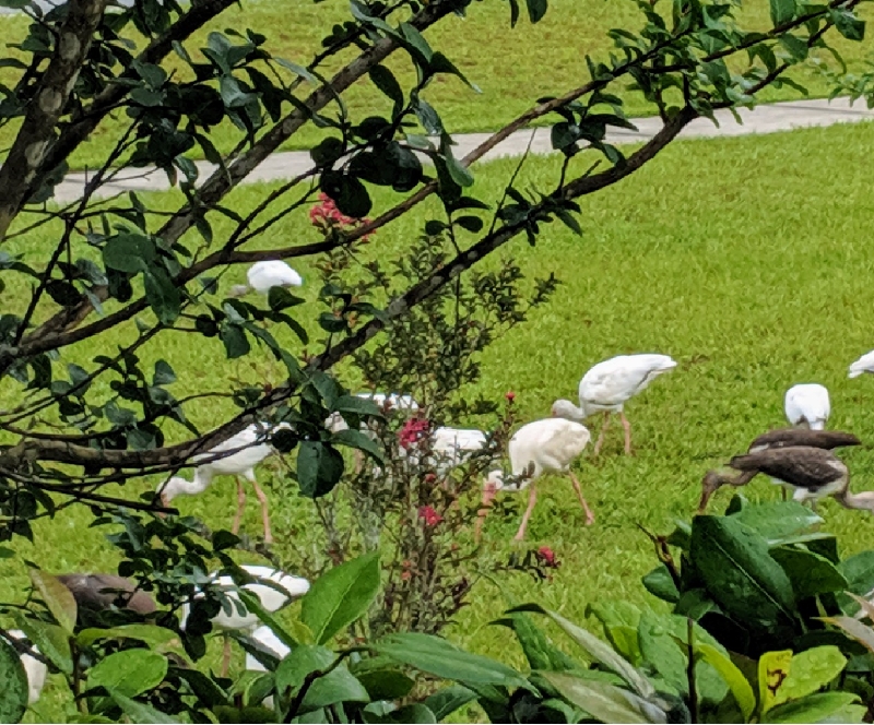 white ibis in Ocala