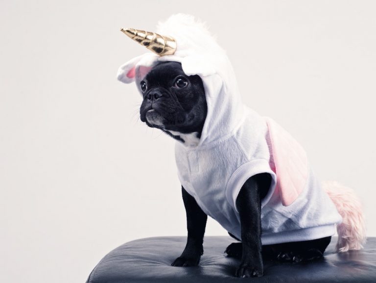 Canine in Halloween costume - Mark Glancy