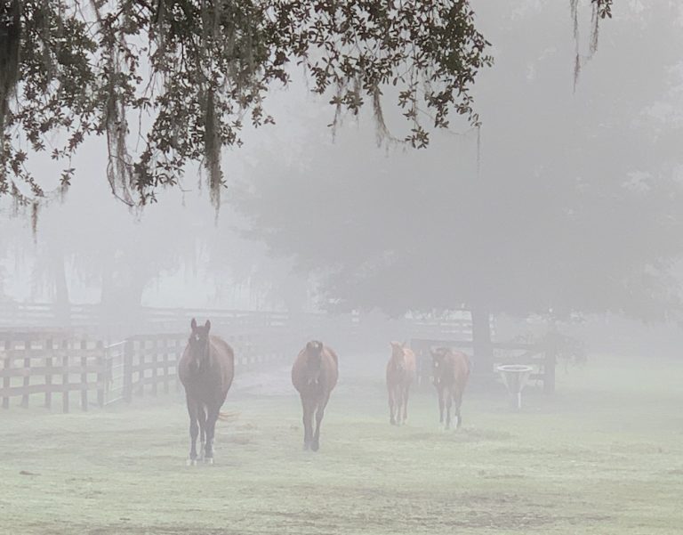 Mares and foals coming in for breakfast