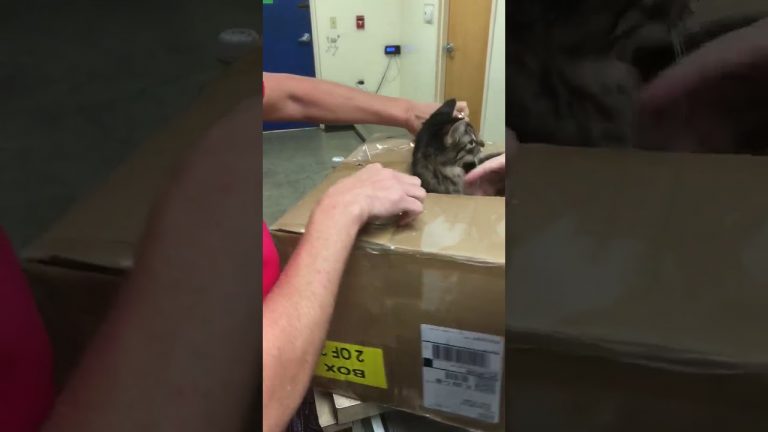 Viral video shows cats trapped in taped cardboard box, left at Humane Society of Marion County