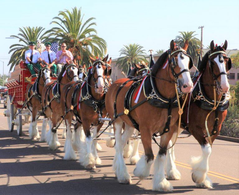 Famous Budweiser Clydesdales to be featured in Horse Capital Parade