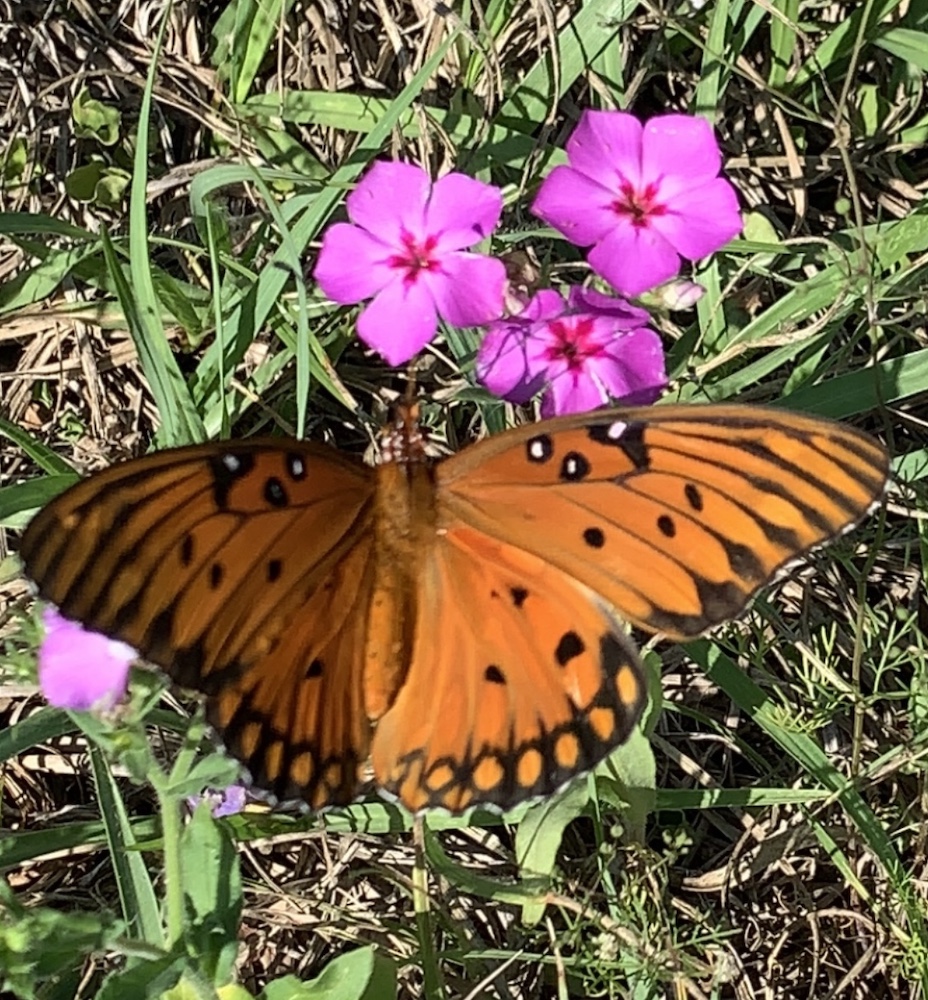 Beautiful Butterfly And Wildflowers On Marion County Farm