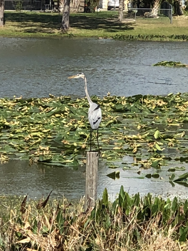 Great Blue Heron Searching For Food