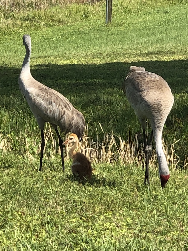 Sandhill Cranes At Crystal Lakes Subdivision In Ocala