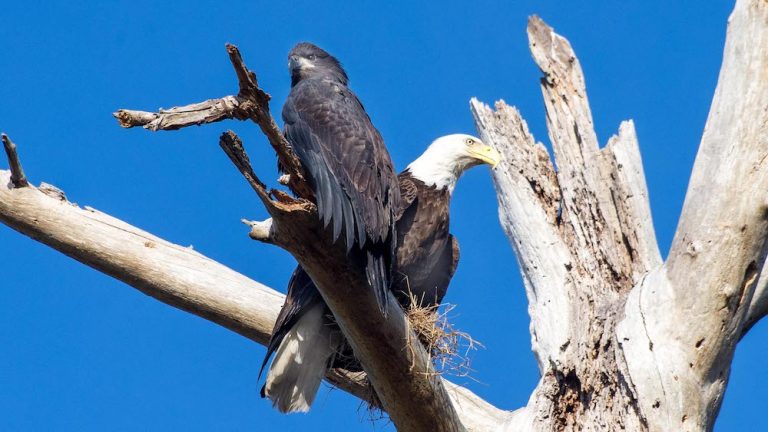 Bald Eagles South Of Orange Lake In Reddick