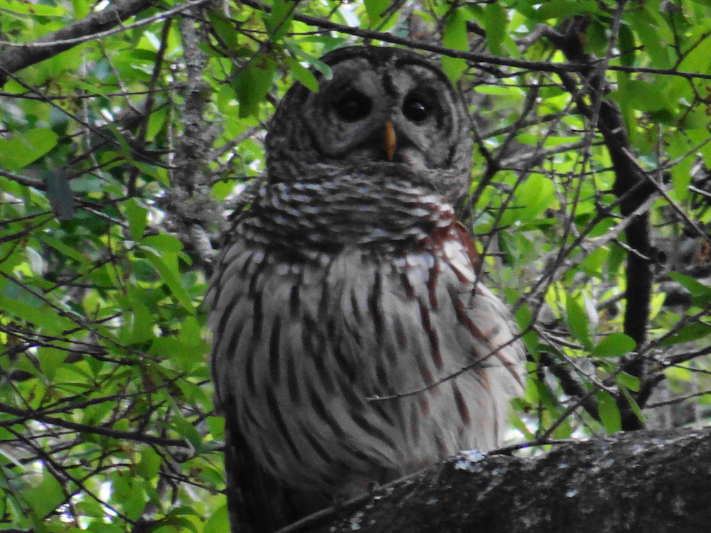 Barred Owl Waiting For Nightfall