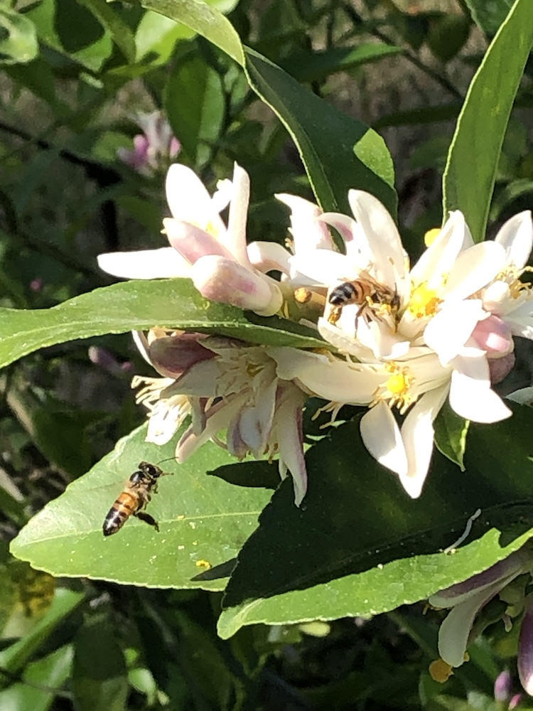 Bees Pollinating Meyer Lemon Tree